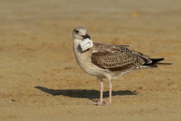 seagull on the beach