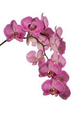 Pink orchid phalaenopsis isolated on white  background