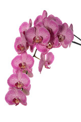 Pink orchid phalaenopsis isolated on white  background