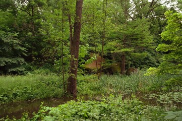 Magical forest in the morning sunlight rays. Summer landscape, river in the forest.