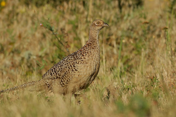 bird on a background