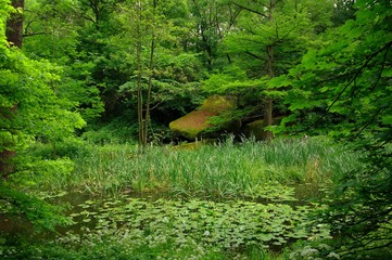 Magical forest in the morning sunlight rays. Summer landscape, river in the forest.