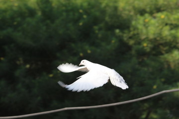 bird in flight