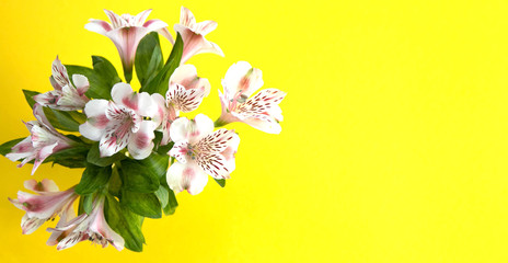 Bouquet of light pink astromerias on a yellow background. Copy space