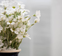 White little flowers in a vase. A bouquet of flowers yaskolki in a ceramic vase closeup. Flowers in a vase on a white background