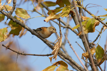 bird on a branch