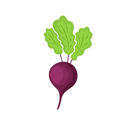 Vector Illustration vegetables Of Red beetroot isolated