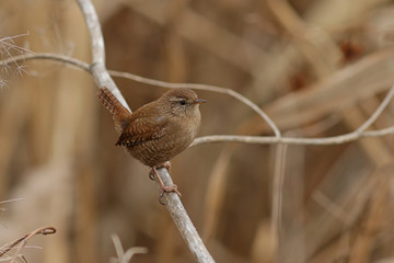 bird on a branch