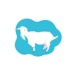 C ute Hornless goat. Farm dairy milky animal