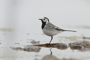 bird on the beach