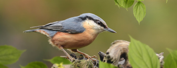 Vögel 116