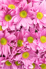 chrysanthemum., many, pink, chrysanthemums., small, flowers., chrysanthemum, background. vertical photo