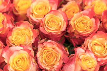 Background of pink and peach roses. Fresh pink roses. A huge bouquet of flowers. The best gift for women. Background.