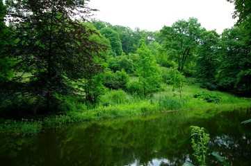 Magical forest in the morning sunlight rays. Summer landscape, river in the forest.