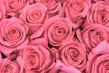 Background of pink and peach roses. Fresh pink roses. A huge bouquet of flowers. The best gift for women