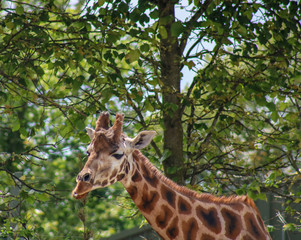 Giraffe in the zoo