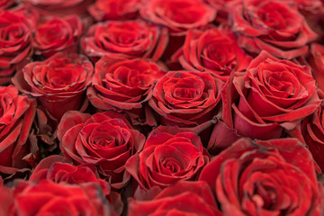 Red roses background. Fresh red and burgundy roses. Red rose buds