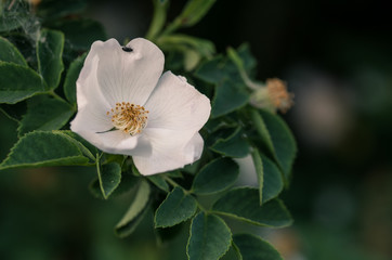 Detail of white rosebush blossom