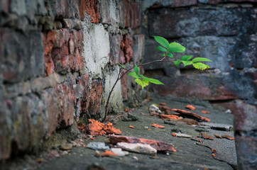 Small deciduous tree growing out of the brick wall