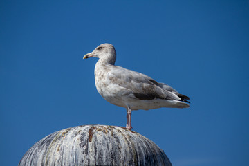 Silbermöwe (Larus argentatus)