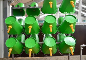 Green plastic buckets with nipples for feeding of calfs. Dairy farm © vodolej