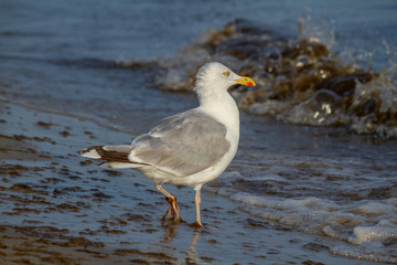 Silbermöwe (Larus argentatus) in Brandung
