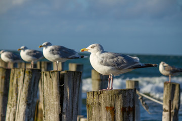 Silbermöwe stehen auf Buhnen