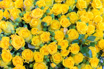 Fresh yellow roses bouquet flower background. Surface of yellow beautiful roses in drops of dew. Background of roses. Screensaver, postcard