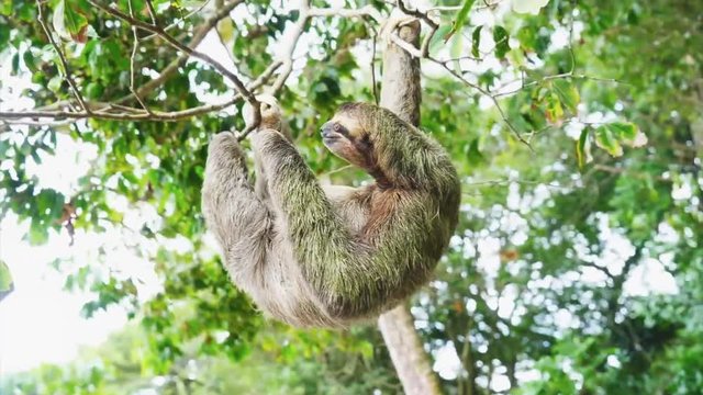Slow folivora bear on the liana with the leafs in background. (borneo island)