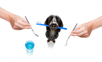 dental toothbrush dog