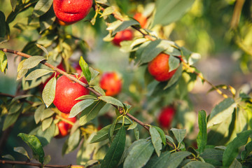 Sweet and Ripe nectarines or peaches on the tree. Nectarines on the branch in farm.