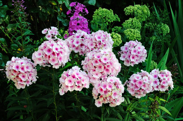 Flowering phlox in the garden