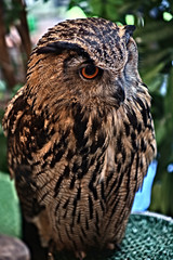 Owl Face
