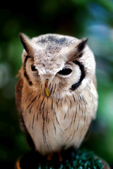 White Owl in the forest