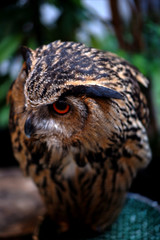 Owl Colseup