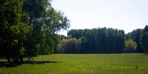 landscape with trees and lake