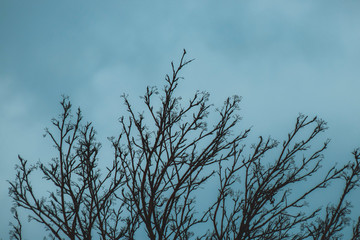 tree and sky