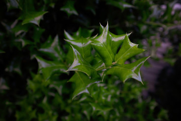 Fototapeta na wymiar Green leaves of a holly bush.