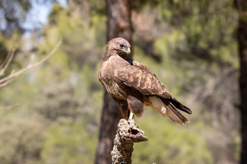 buzzard