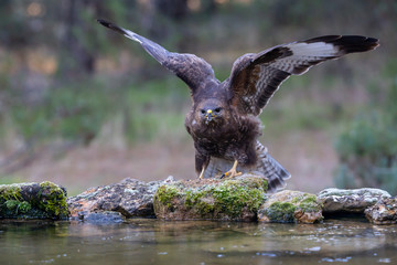 buzzard