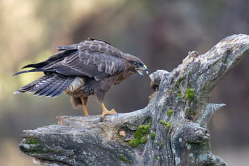 buzzard