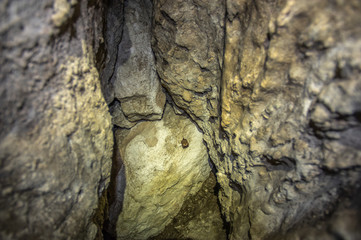 Bat on the wall in the cave