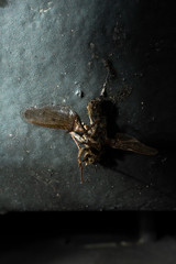 Dead Insect Closeup on texture background - contrasting lighting - death and population decline in nature