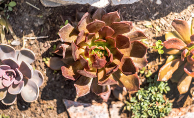 Green and brown echeveria succulents in the garden in a sunny day top view