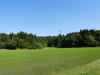 初夏の田園風景