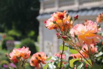 flowers in the garden