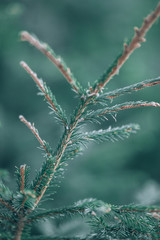 Beautiful spruce branch. Beautiful spruce. Fresh spruce close up.