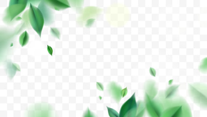 Green spring nature background with leaves
