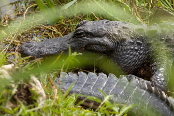 Swamp area with a resting American Alligator at Everglades National Park