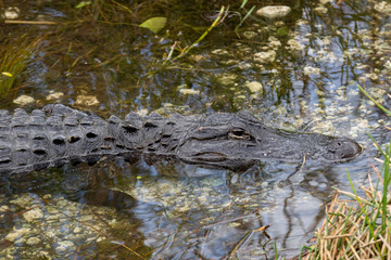 Swamp area with an swimming American Alligator at Everglades National Park